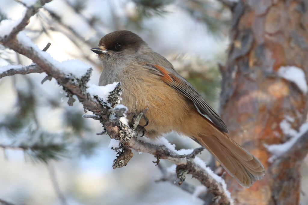 Siberian Jay