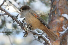 Siberian Jay