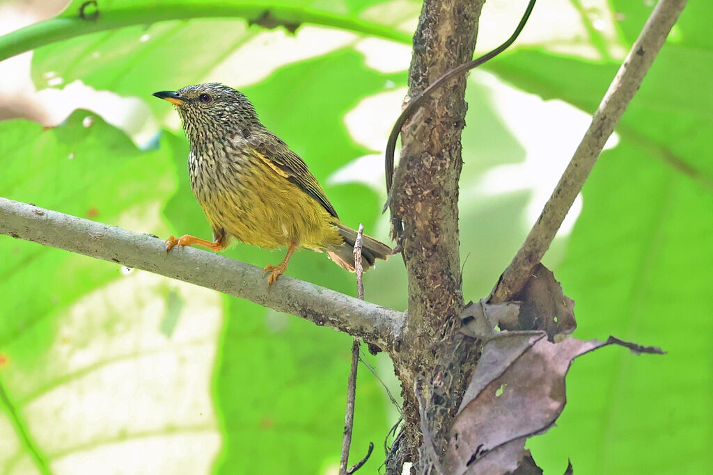 Tit Hyliaadult