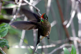 Rainbow-bearded Thornbill