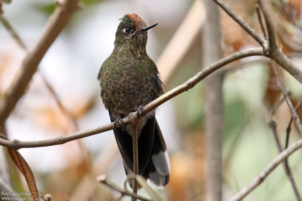 Rainbow-bearded Thornbill female adult, identification