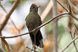 Rainbow-bearded Thornbill