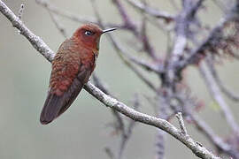 Coppery Metaltail