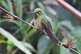 Tyrian Metaltail