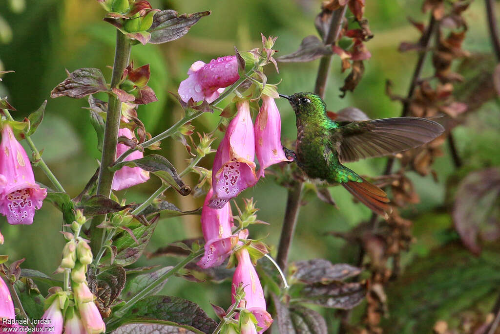 Tyrian Metaltail male subadult, pigmentation, eats