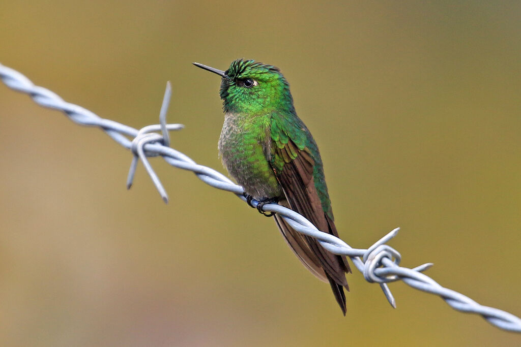 Tyrian Metaltail male adult