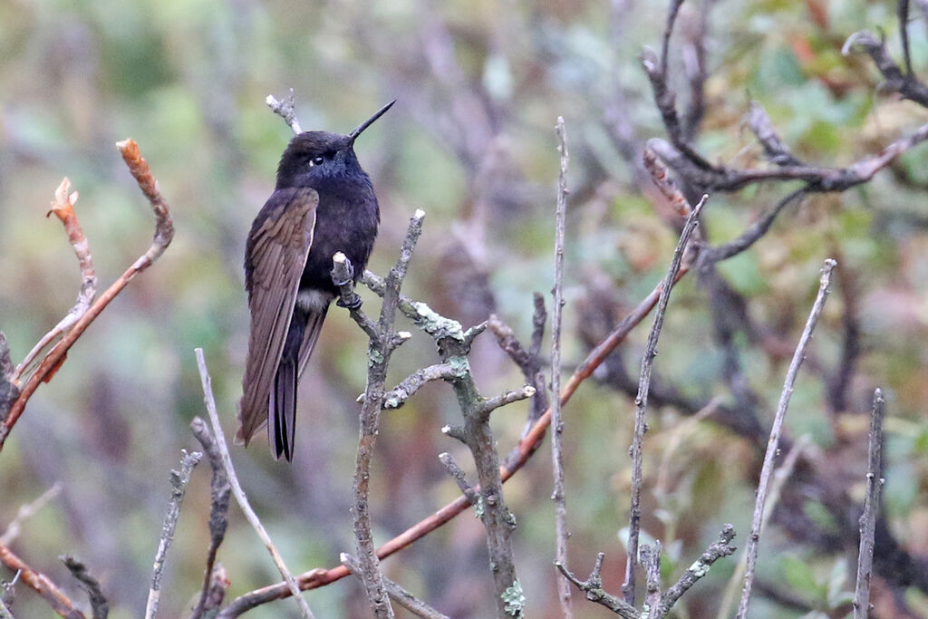 Black Metaltail male adult