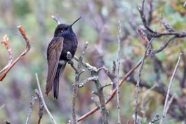 Black Metaltail