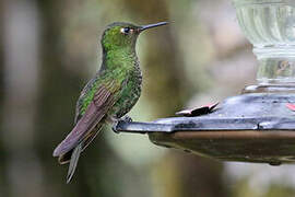 Viridian Metaltail