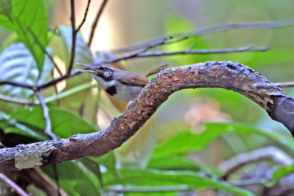 Collared Gnatwrenadult, song