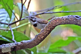 Collared Gnatwren