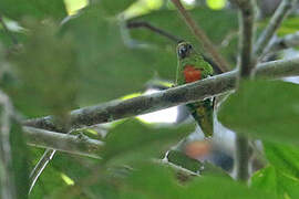 Yellow-capped Pygmy Parrot