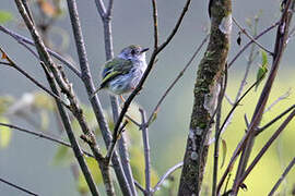 White-bellied Pygmy Tyrant