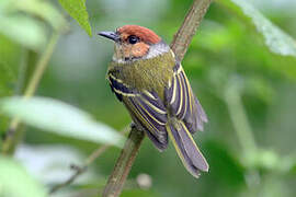 Rufous-crowned Tody-Flycatcher