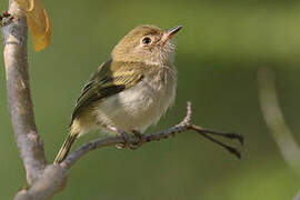 Pale-eyed Pygmy Tyrant