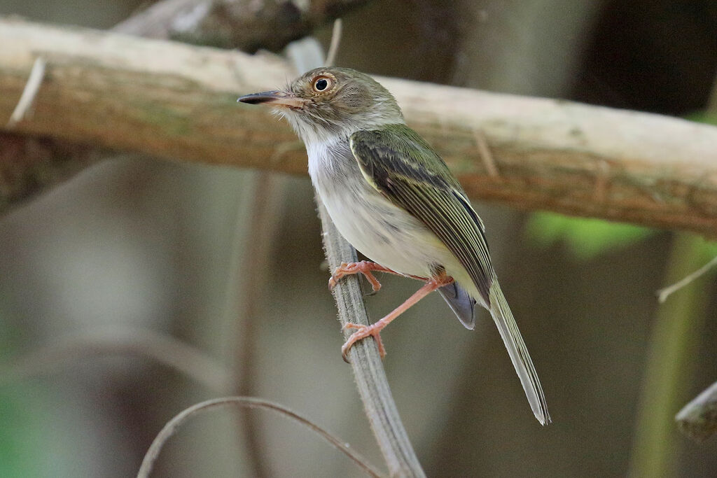 Pale-eyed Pygmy Tyrantadult