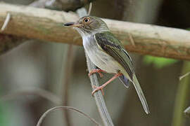 Pale-eyed Pygmy Tyrant