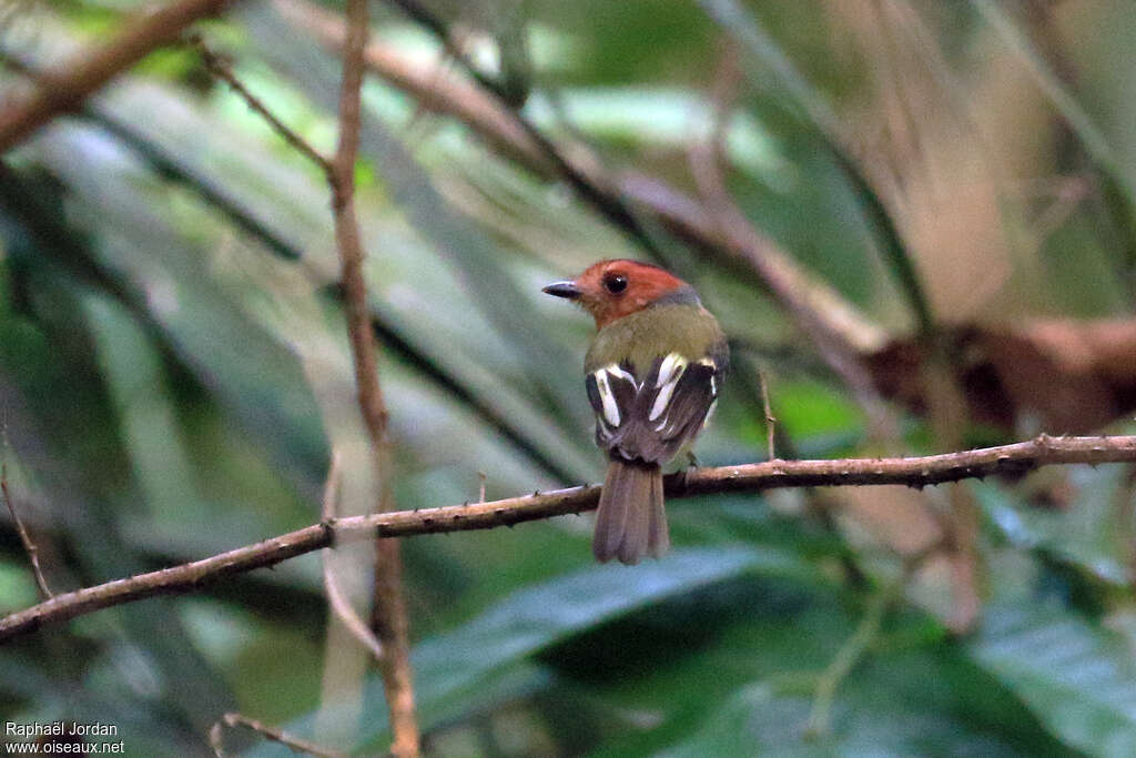 Black-chested Tyrant female adult, identification