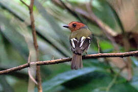 Black-chested Tyrant