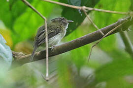 Long-crested Pygmy Tyrant