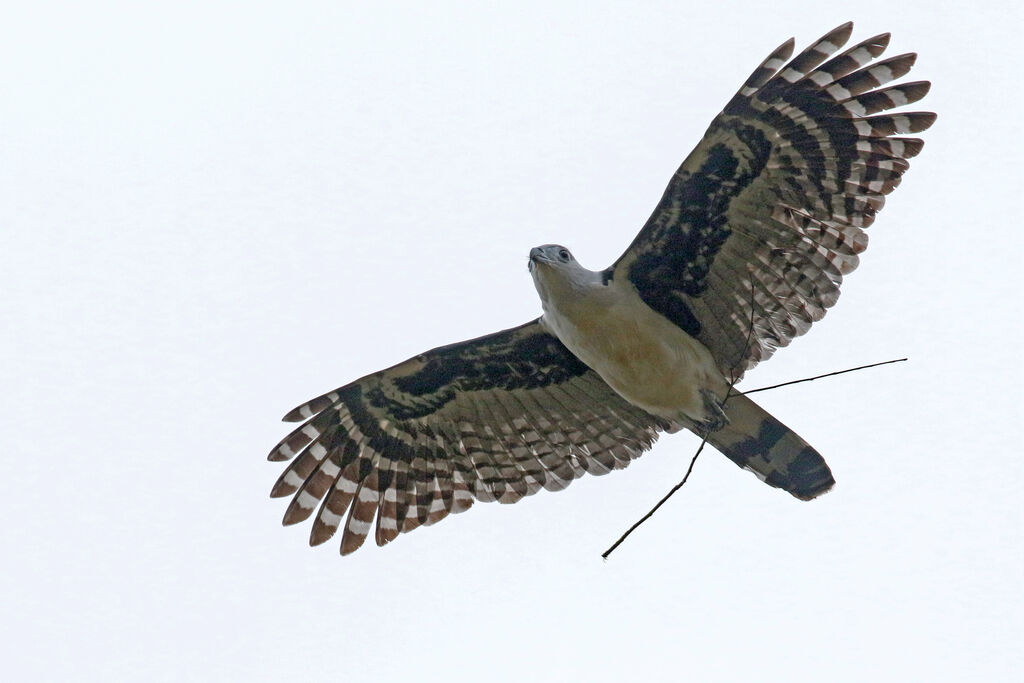 Grey-headed Kiteadult