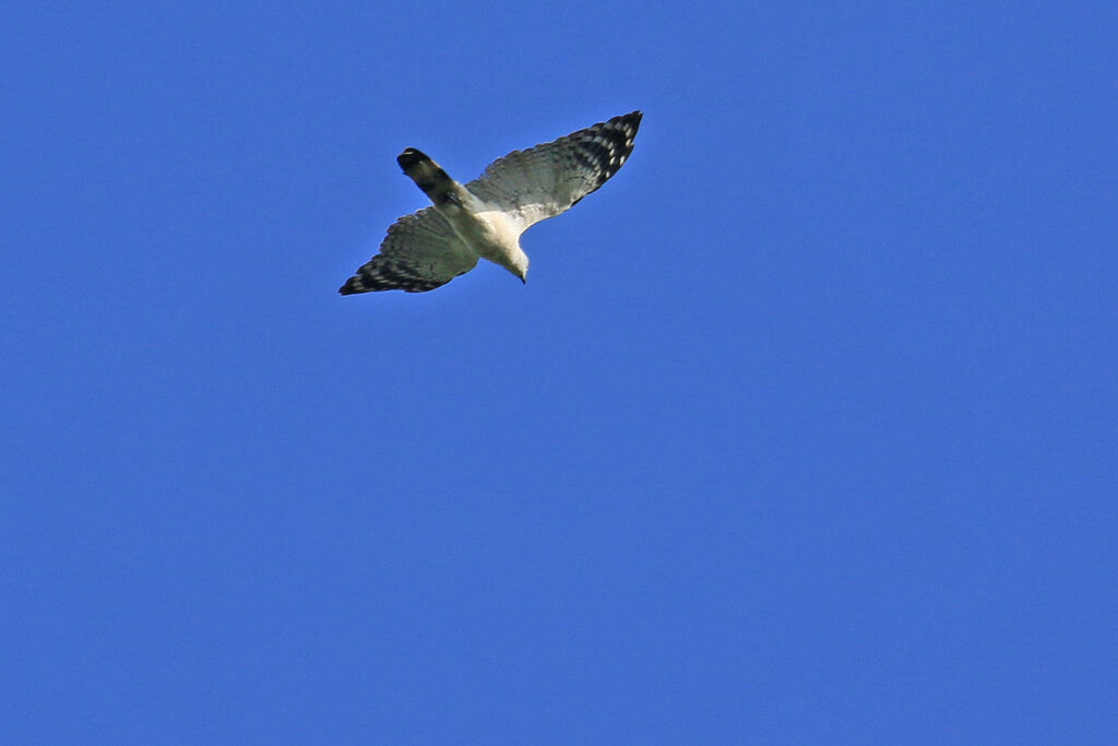 White-collared Kite male adult