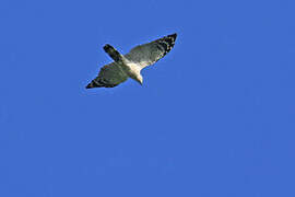 White-collared Kite