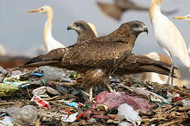 Black Kite