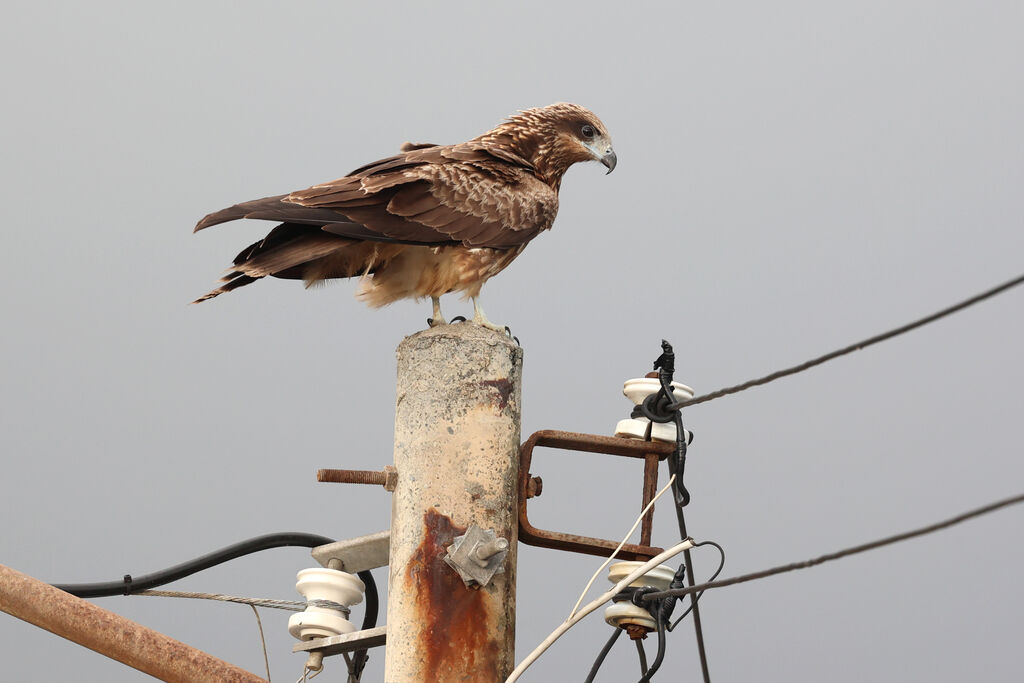 Black Kite