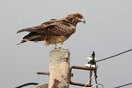 Black Kite