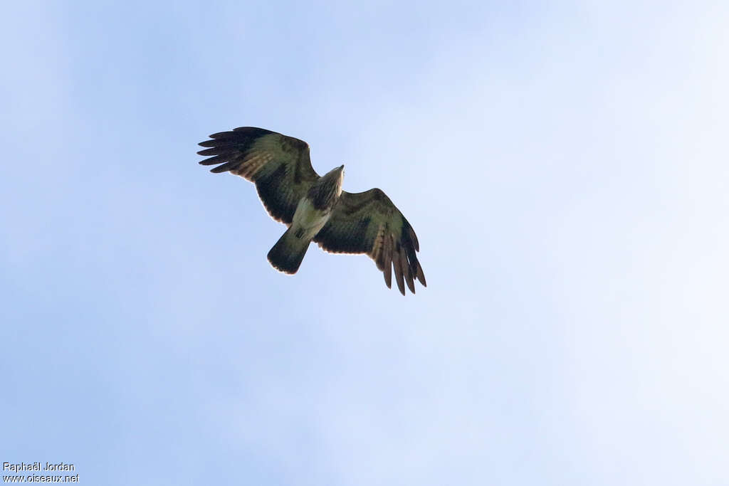 Brahminy Kiteimmature, pigmentation, Flight