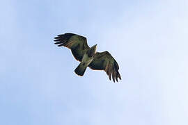 Brahminy Kite