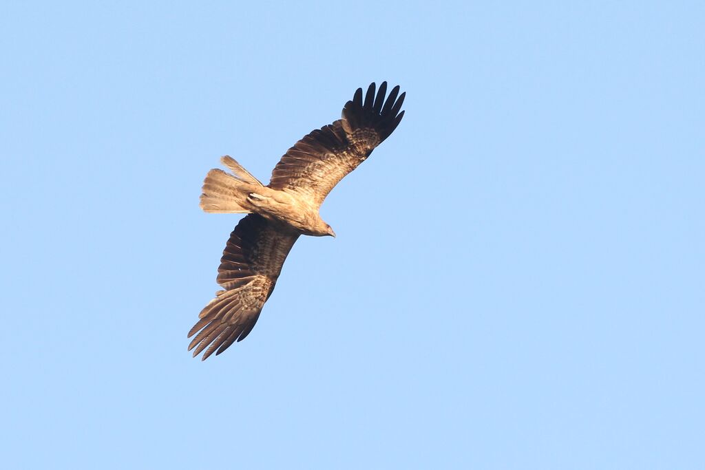 Whistling Kite