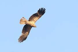 Whistling Kite