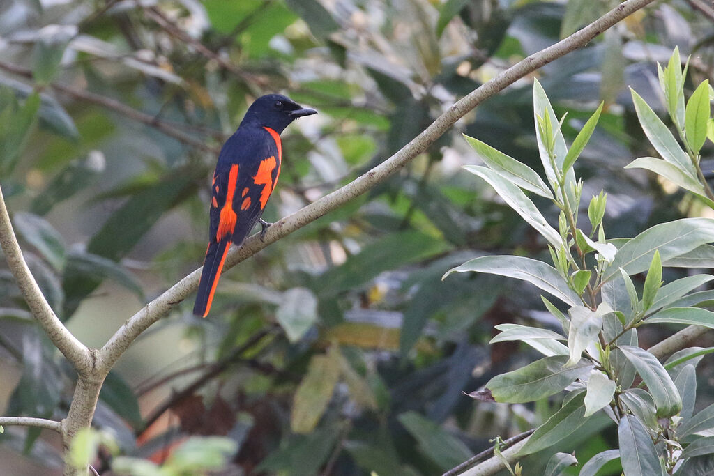 Minivet écarlate mâle adulte nuptial