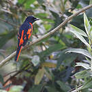 Minivet écarlate
