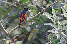 Minivet écarlate