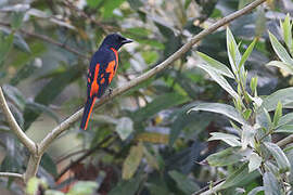 Scarlet Minivet