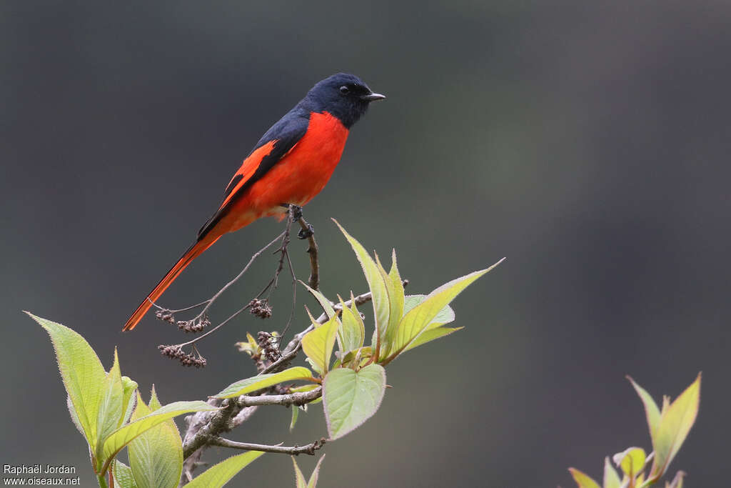 Minivet rouge mâle adulte, identification