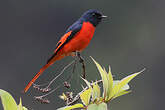 Minivet rouge