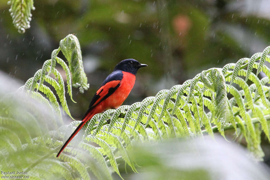 Sunda Minivet male adult, identification