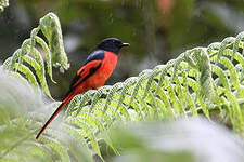 Minivet vermillon