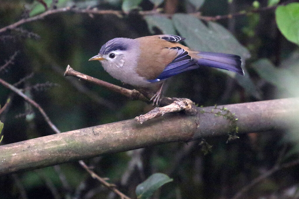 Blue-winged Minlaadult