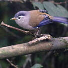 Minla à ailes bleues
