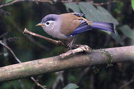 Blue-winged Minla