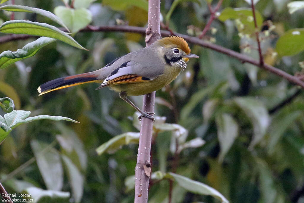 Bar-throated Minlaadult, identification