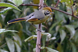 Bar-throated Minla