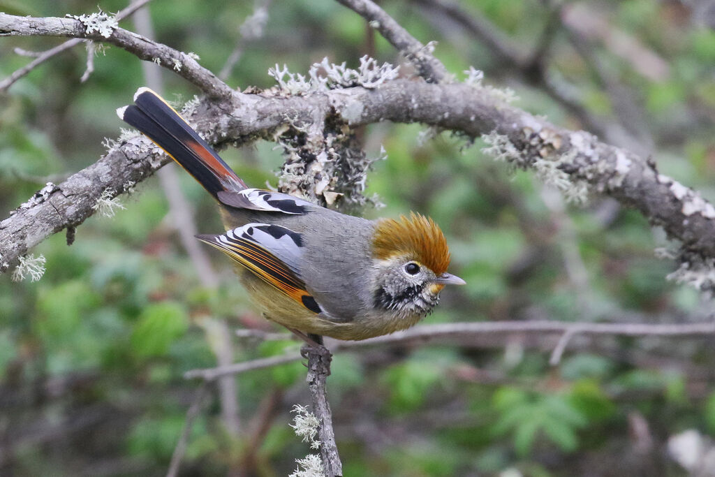 Bar-throated Minlaadult