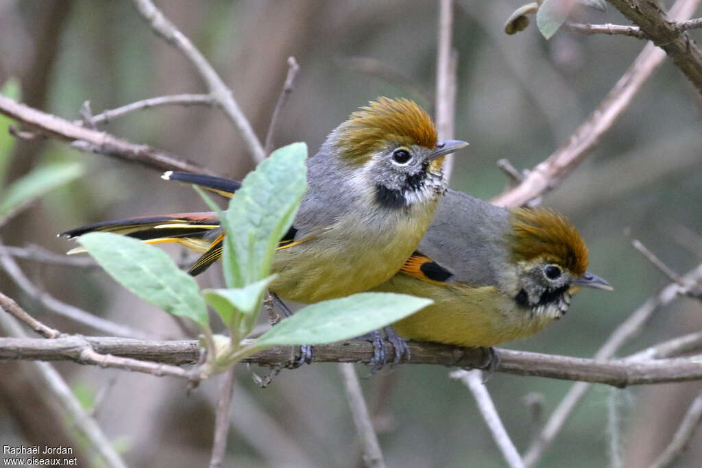 Bar-throated Minlaadult, Reproduction-nesting