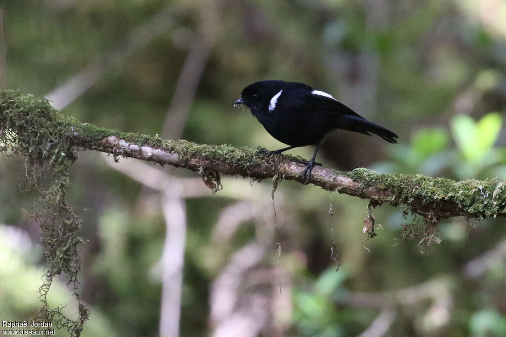 White-winged Robinadult breeding, identification